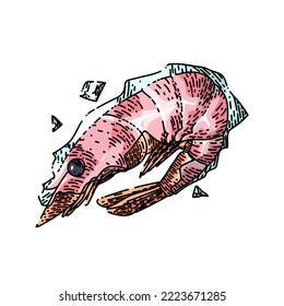 shrimp frozen hand drawn vector. ice seafood, raw food, fresh prawn fish, tail shellfish shrimp frozen sketch. isolated color illustration