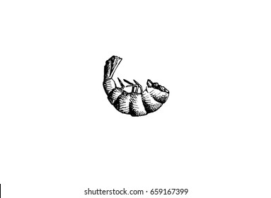 Shrimp, graphic hand drawn illustration isolated on white background