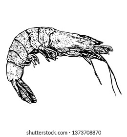 Shrimp in graphic style, black outline isolated on white background, stock vector illustration, for design and decoration, print, sticker, menu, nautical theme