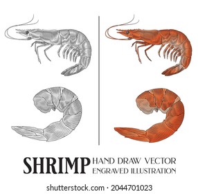 Shrimp Hand Draw Vector, boiled shrimp, Engraved illustration, Retro vintage style, for a restaurant's menu, Seafood, Lines and colors are clearly separated, ready to be used for further work.
