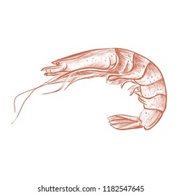 Shrimp Hand Drawing Vector Illustration Shrimp Stock Vector (Royalty ...