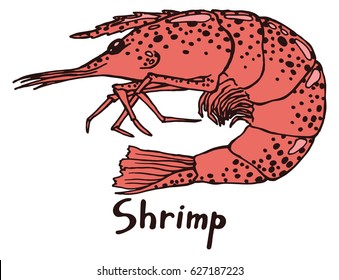 Shrimp. Hand drawn isolated illustration with the inscription on a white background