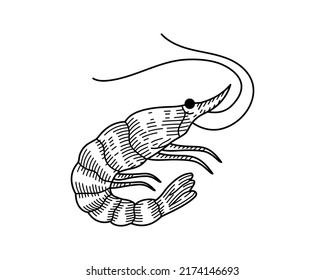 Shrimp hand drawn sketch. Shrimp illustration in engraved style. Hand drawn sketch design element.