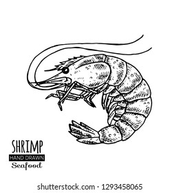 Shrimp hand drawn sketch style seafood set.