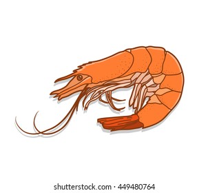 Shrimp, a hand drawn vector illustration of a shrimp.