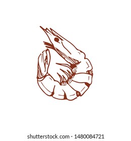 Shrimp is hand draws in vector.