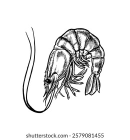 Shrimp. A hand-drawn vector graphic illustration. Black and white image of seafood. Separate from the background. Perfect for menus, recipe books, packages, labels, and more.