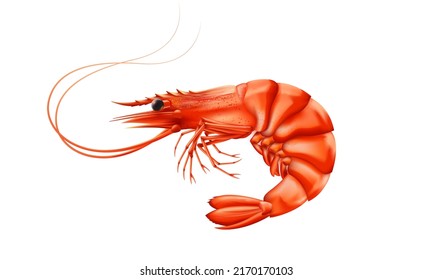 Shrimp high detailed background. Prawn detailed vector. Realistick vector. Freah shrimp. Food market product. Fresh seafood. Fish restaurant. Healthy meal. Cooking background. Ocean prawn. Sea food.