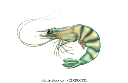 Shrimp high detailed background. Prawn detailed vector. Healthy meal. Cooking background. Logo closeup. Sea food.