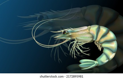 Shrimp high detailed background. Prawn detailed vector. Healthy meal. Cooking background. Logo closeup. Sea food.