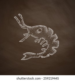 shrimp icon