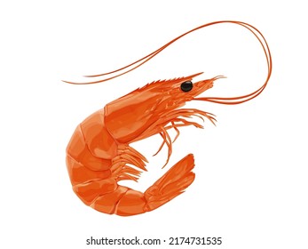 Shrimps-Symbol. gekochte Garnelen in der Schale auf weißem Hintergrund. Realistische Vektorgrafik