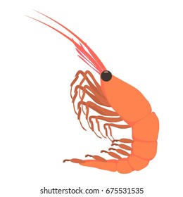 Shrimp icon. Cartoon illustration of shrimp vector icon for web isolated on white background