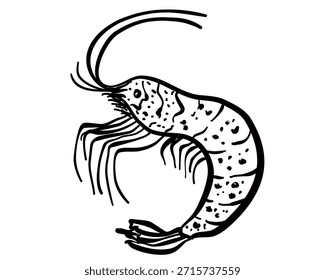 Icono de camarón en estilo doodle. Ilustración vectorial con camarones aislados.