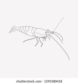 Shrimp icon line element. Vector illustration of shrimp icon line isolated on clean background for your web mobile app logo design.