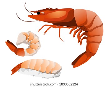 Shrimp Icon Set Boiled shrimp painted on a white background Shrimp Realistic vector illustration