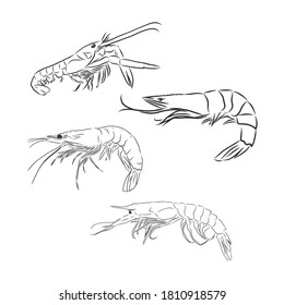 Icono de camarón. Camarón vectorial aislado en fondo blanco. ilustración de esbozo vectorial de camarón