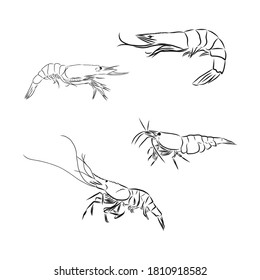 Shrimp icon. Shrimp in vector Isolated on white background. shrimp vector sketch illustration