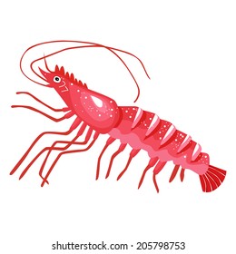 Shrimp - Illustration