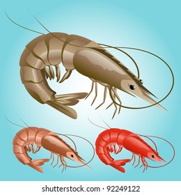 Shrimp Illustration