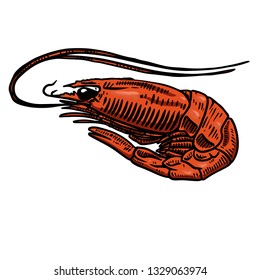 Shrimp illustration. Design element for poster, banner, card, menu. Vector illustration
