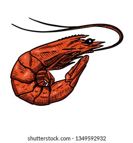 Shrimp illustration. Design element for poster, banner, card, menu. Vector illustration