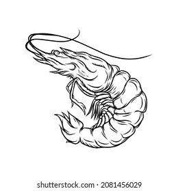 Shrimp illustration icon. Shrimp in isolated vector on white background
