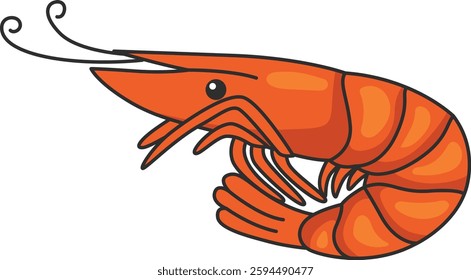 shrimp illustration isolated on white background