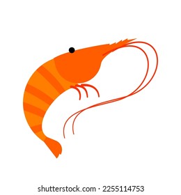 A shrimp illustration on isolated background.