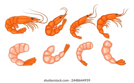 Shrimp illustration vector bundle. Shrimp vector cartoon set icon. Shrimp illustration icon on white background. Shrimp illustration vector bundle