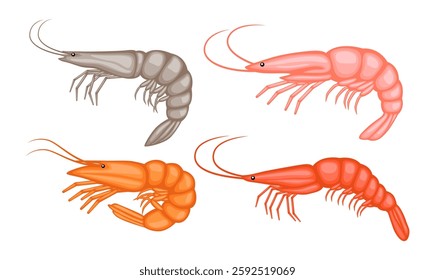 Shrimp illustration vector bundle. Shrimp vector cartoon set icon. Shrimp illustration icon on white background. Shrimp illustration vector bundle