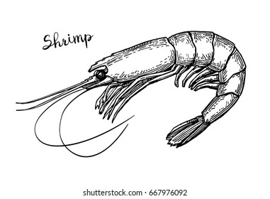 Shrimp ink sketch. Isolated on white background. Hand drawn vector illustration. Retro style.