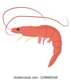 
A shrimp  insect used as a seafood 
