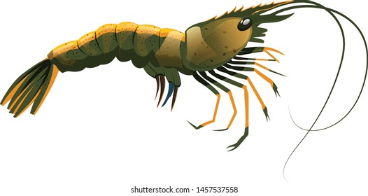 Shrimp isolated on white background. illustration vector