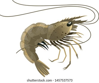 Shrimp isolated on white background. illustration vector