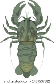 Shrimp isolated on white background. illustration vector