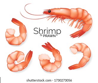 Shrimp isolated on white background, realistic prawns set fresh or boiled sea food restaurant appetizer, vector illustration