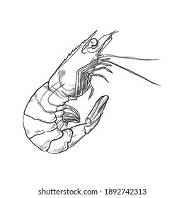 Shrimp isolated on a white background. Hand drawn vector illustration.