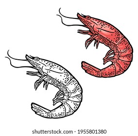 Shrimp isolated on white background. Vector color and monochrome vintage engraving illustration for menu, web and label. Hand drawn in a graphic style.