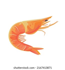Camarón aislado de fondo blanco. Ilustración vectorial de los alimentos.