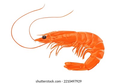 shrimp isolated on a white background .In flat style, fresh seafood isolated on white background, vector illustration.