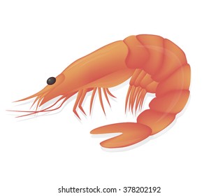 Shrimp isolated on white background. Seafood menu for meal or dinner. Healthy eating. Marine product. Design for restaurant menu, logo, promo poster, flyer or product packaging.Vector