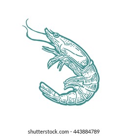 Shrimp isolated on white background. Vector vintage engraving illustration for menu, web and label. Hand drawn in a graphic style.
