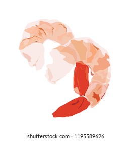shrimp isolated on the white background,vector illustration eps 8