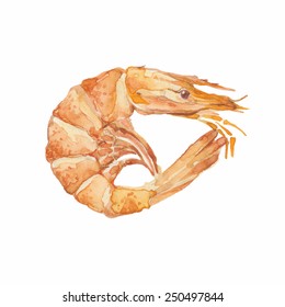 Shrimp isolated on a white background.Vector, watercolor hand drawn  illustration.