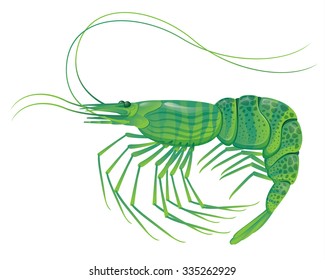 shrimp isolated on white realistic vector illustration