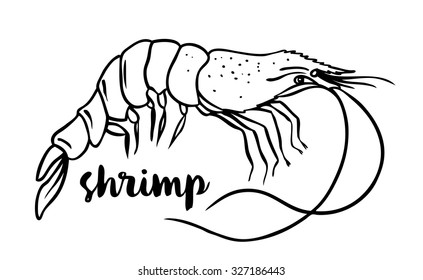 Shrimp isolated on white, vector illustration. Seafood restaurant menu concept. Outline coloring book pages design. Wild nature, fishing, organic food.
