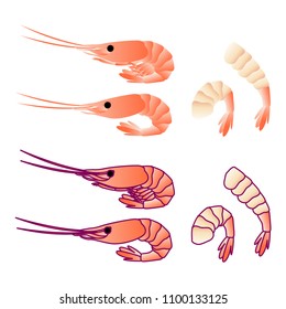 Shrimp isoleted on white.. Flat Gradient Sea Food Concept