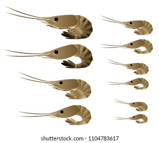 Shrimp isoleted on white. Flat Gradient Sea Food Concept.