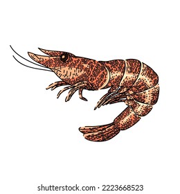 shrimp king tiger hand drawn vector. prawn fresh pink meat, sea red shellfish shrimp king tiger sketch. isolated color illustration